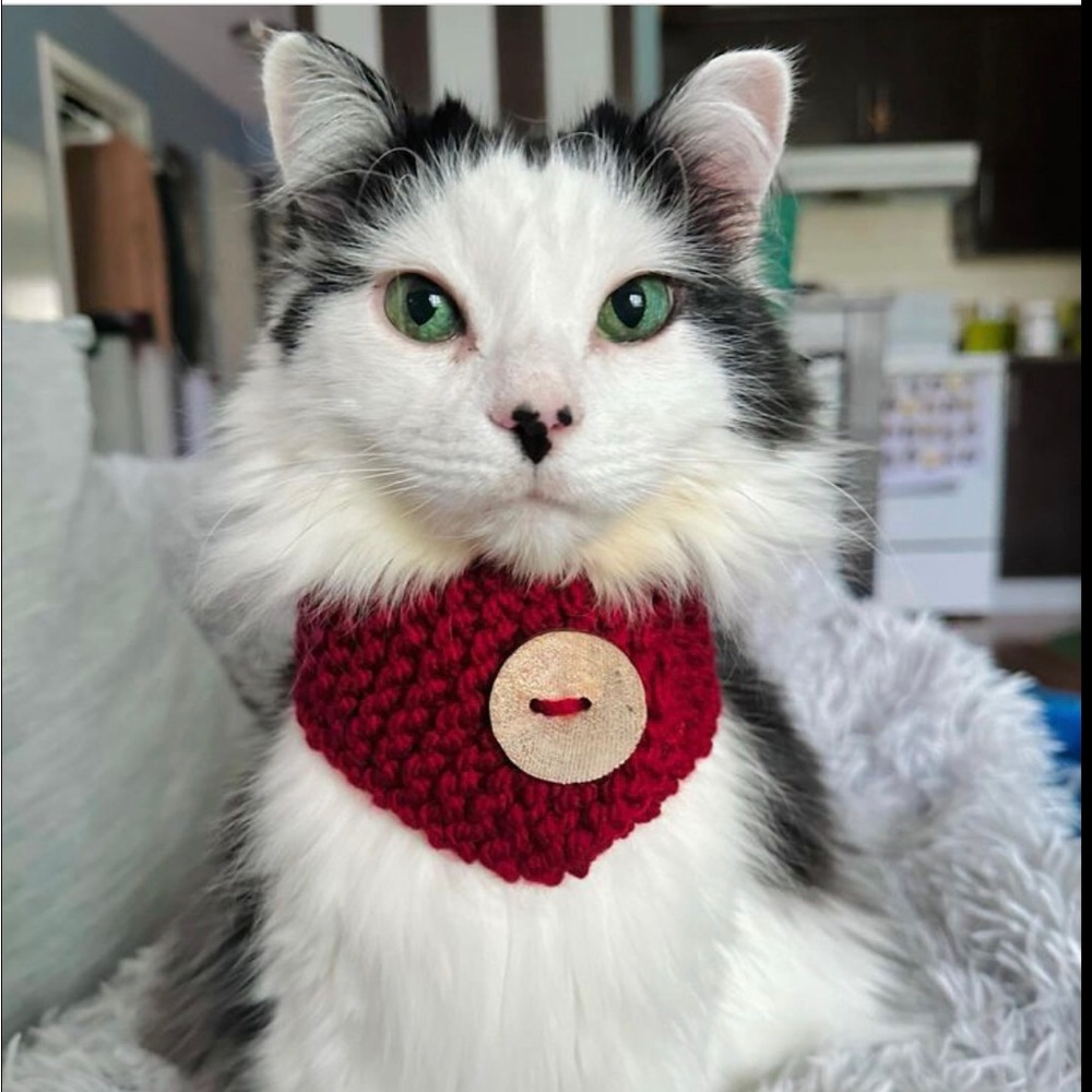 ⭐️Host Pick⭐️ Cat Knits by Catharine burgundy knit scarf for cats NWT